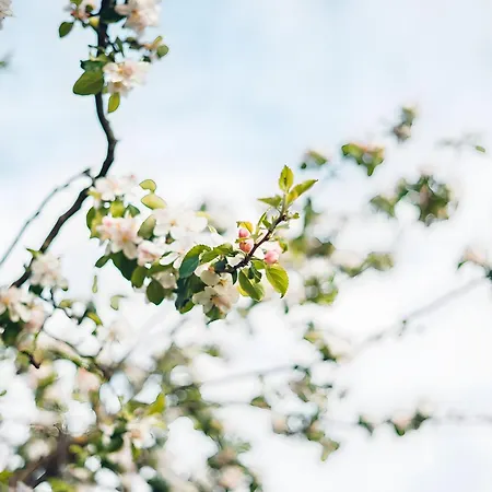 Stremme * Altenlotheim